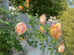 -杭州观成实验学校