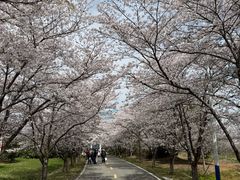 -天王浮山樱花园