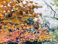 -岳麓山风景名胜区