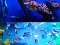 -海合安青岛极地海洋公园