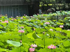 -陈家山荷花公园