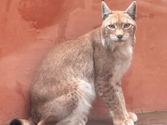 -青藏高原野生动物园