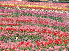 -荷兰花海