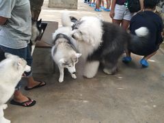 -TrueLove @ Neverland (Husky Cafe)