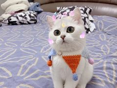 -东方名猫馆·英短金渐层布偶猫舍(环线广场1号楼店)