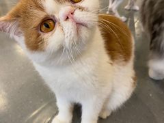-飞行喵MR PILOT|猫舍·猫咖(静安大融城店)