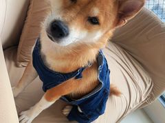 -怪兽屋·羊驼·猫咖·狗咖(俊华广场店)