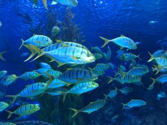 -芜湖新华联大白鲸海洋公园