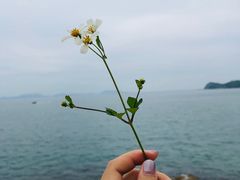 -老周记顺德双皮奶