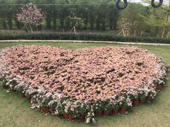 -天适樱花悠乐园