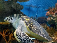 -上海海洋水族馆