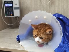-北京观赏动物医院·24小时大型综合·猫专科·异宠专科