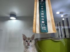 -青奢宠物·青奢猫舍
