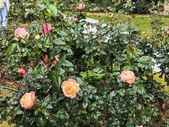 -人民公园(罗湖区)