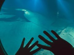 -白鹤梁水下博物馆