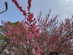 -洋湖国家湿地公园