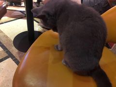 -猫色咖啡·猫咖