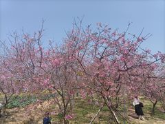 -天适樱花悠乐园