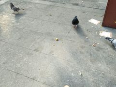 -南国桃园旅游度假区