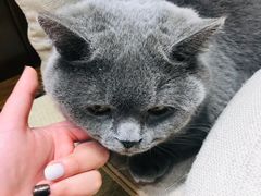 -逗柴咖啡屋·狗咖猫咖宠物桌游