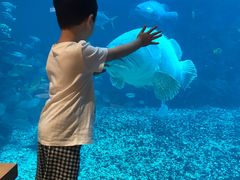 -海棠湾洲际-涛·海底餐厅·美人鱼·自助餐·海底隧道