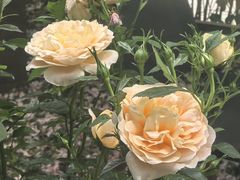 -徽季荣派徽菜