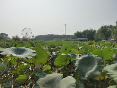 -白洋淀景区