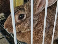 -马陆小张葡萄园农家乐