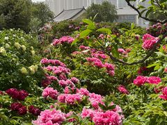 -曹州百花园