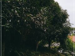 -铁山坪森林公园