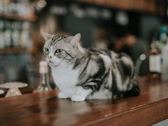 -咖法森林·咖啡  酒吧(天河店)