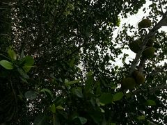 android_upload_pic-三亚亚龙湾凯莱仙人掌度假酒店