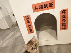 -楼上猫咖(罗湖店)