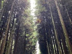 -武陵山森林公园
