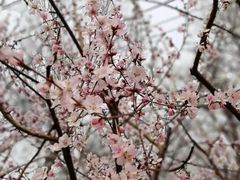 -桃花堤公园