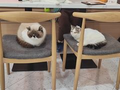 -喵园·猫主题咖啡厅·撸猫·猫咖(国贸店)