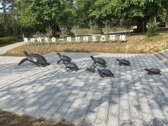 -广东惠东海龟国家级自然保护区