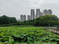 -月湖风景区