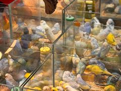 -青石桥花鸟鱼虫市场(叠翠城店)