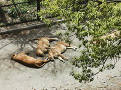 -大连森林动物园