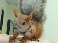 -佳雯宠物医院(四明中路分院)