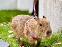 -J Create城市露营咖啡·简餐·宠物(上海动物园店)