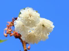 -天适樱花悠乐园