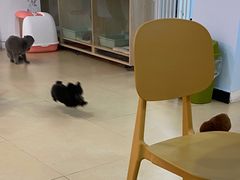 -喵宠乐园·撸猫互动·猫舍