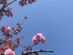-高东镇樱花园