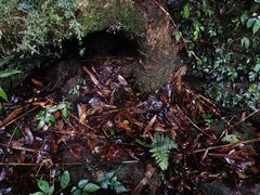 -海南热带雨林国家公园吊罗山景区