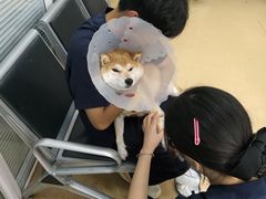 -瑞派·关忠动物医院·猫专科·犬专科(三环新城店)