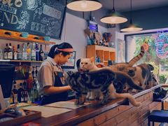 -猫咪博物馆(顶澳仔猫街店)