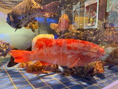 -金苑海鲜酒家(来魅力店)