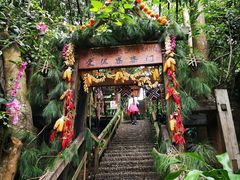 -西双版纳原始森林公园
